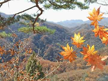 白城洮河钓鱼视频，自然美景与垂钓乐趣